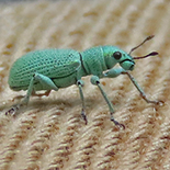 Polydrusus zumpti